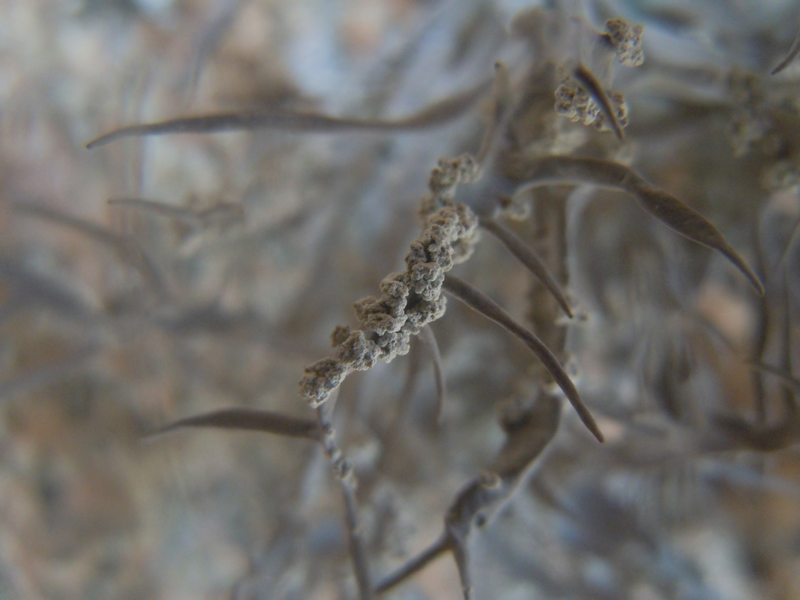 ...Roccella fuciformis?